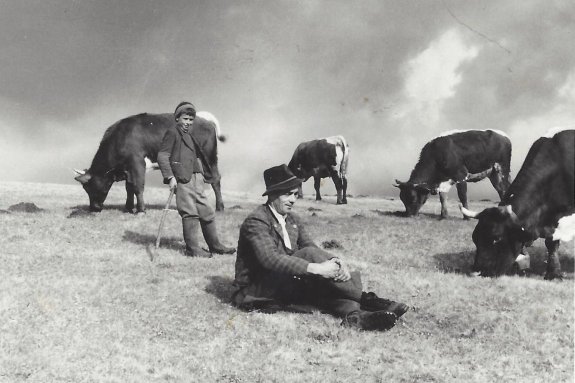 Kühe hüten auf der Seiser Alm in den 50iger Jahren