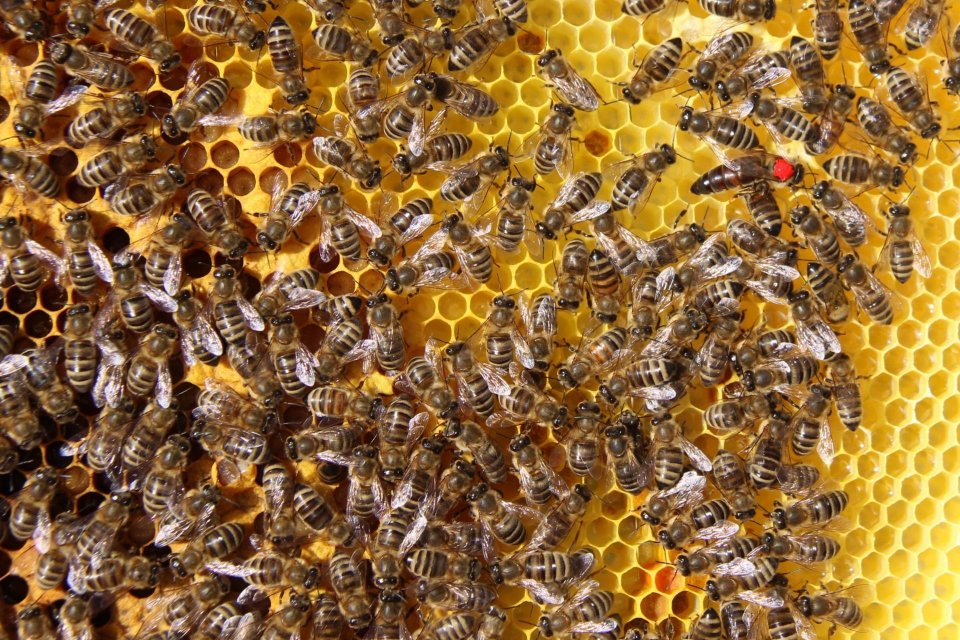 Unsere Bienen